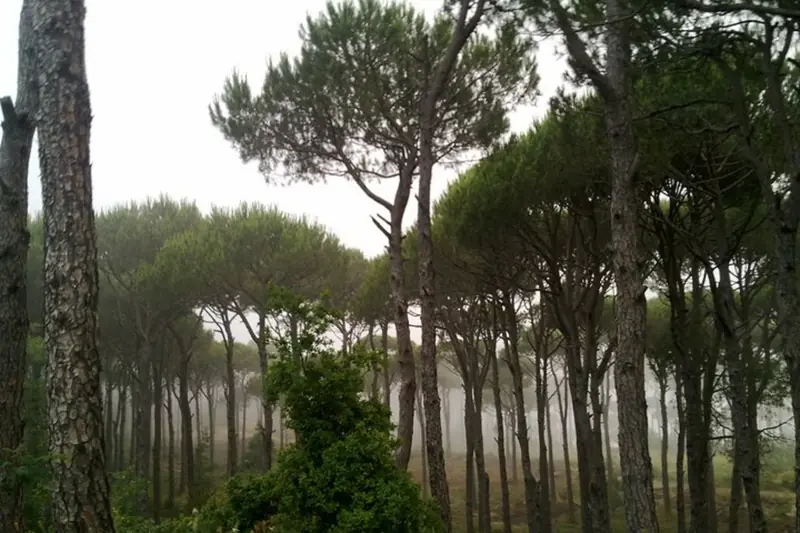 Stone pine forest with tall slender trunks and flat crowns in the mist, Lebanon