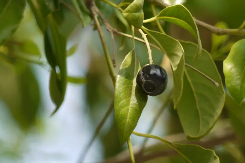 Fruit noir et brillant de santal blanc suspendu entre des feuilles allongées