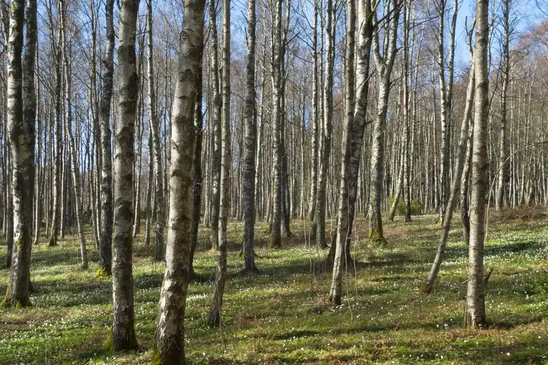 Futaie de bouleaux élancés sur un tapis d'anémones des bois, en Suède