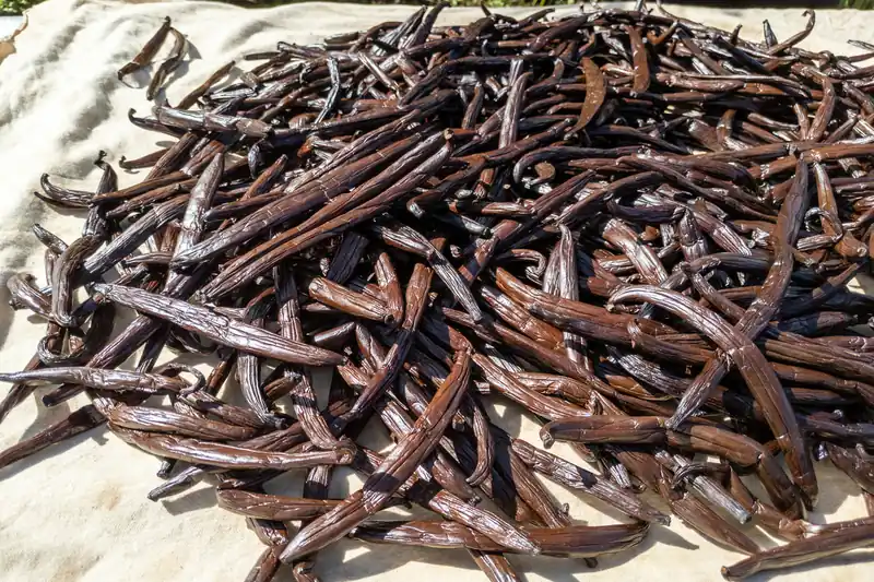 Black vanilla pods spread in a heap on a cloth to dry in Tahiti