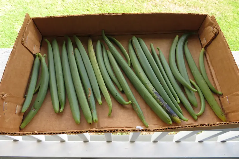 Gousses de vanille vertes fraîchement récoltées alignées dans une caisse en carton