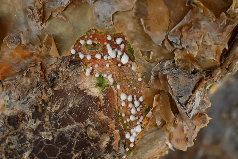 Gouttes de résine blanche d'oliban perlant sur l'écorce brune d'un Boswellia