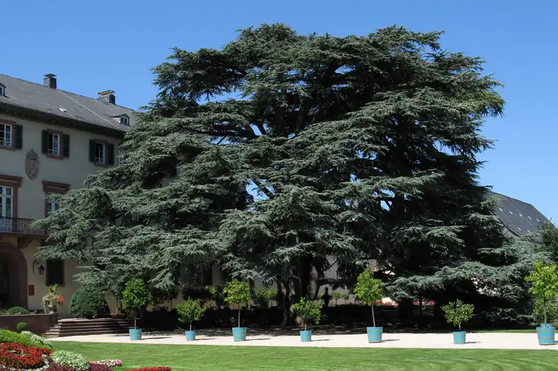 Grand cèdre du Liban étalé sur une pelouse devant un château de Bad Homburg