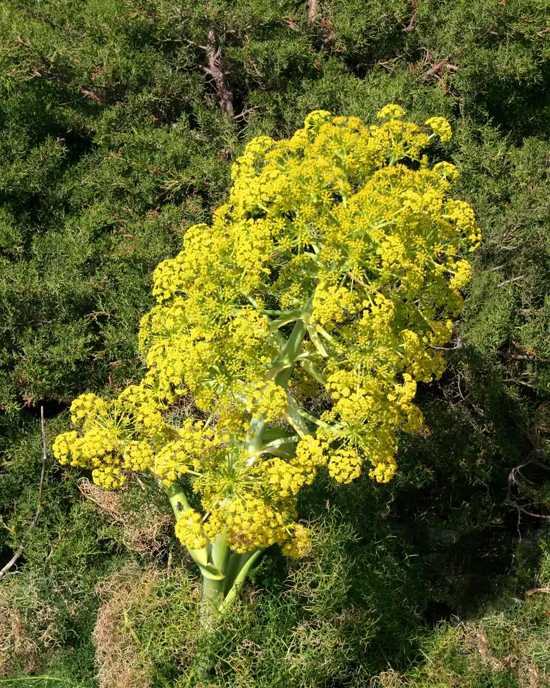 Grande férule aux ombelles jaunes en fleur dans le maquis de Bonifacio, en Corse