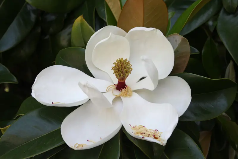 Grande fleur blanche de magnolia à grandes fleurs ouverte sur ses feuilles vernissées