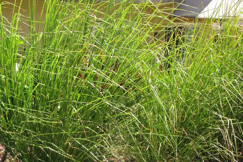 Large clump of vetiver with fine upright leaves in a garden on Maui