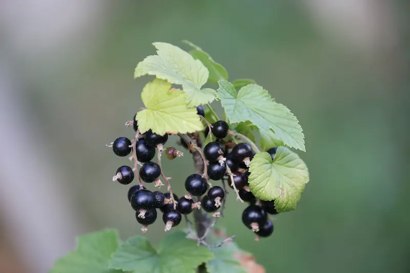 Cluster of glossy black blackcurrant berries under a leaf, against a soft green blur