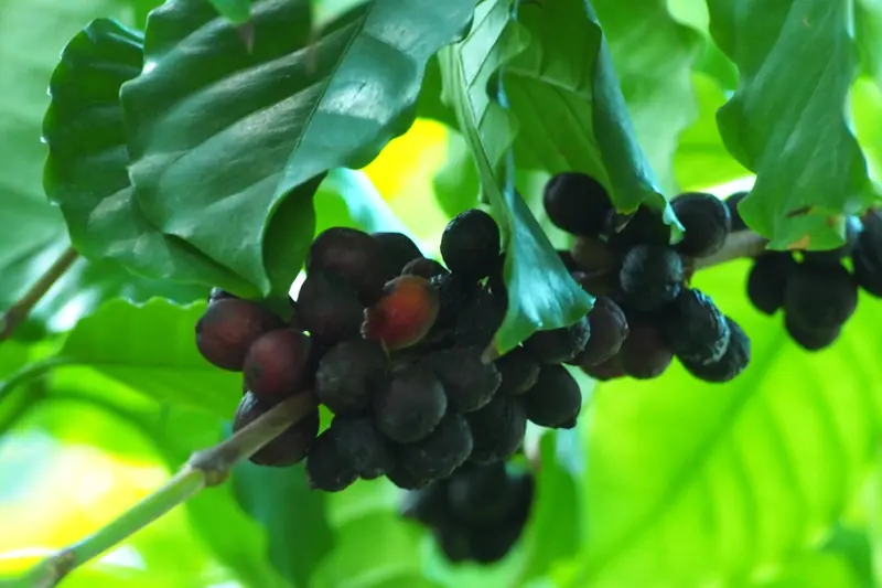 Grappe de cerises de café mûres, rouge sombre presque noir, sous les feuilles