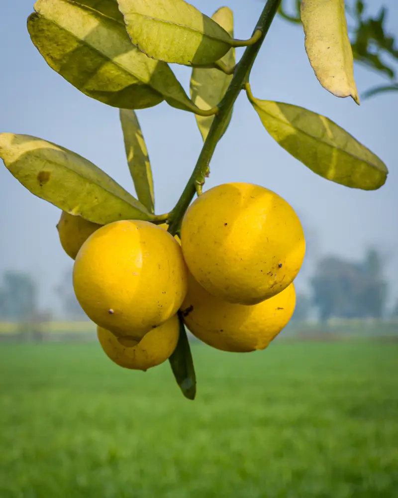 Grappe de cinq citrons mûrs sur leur branche, devant un champ vert en Inde