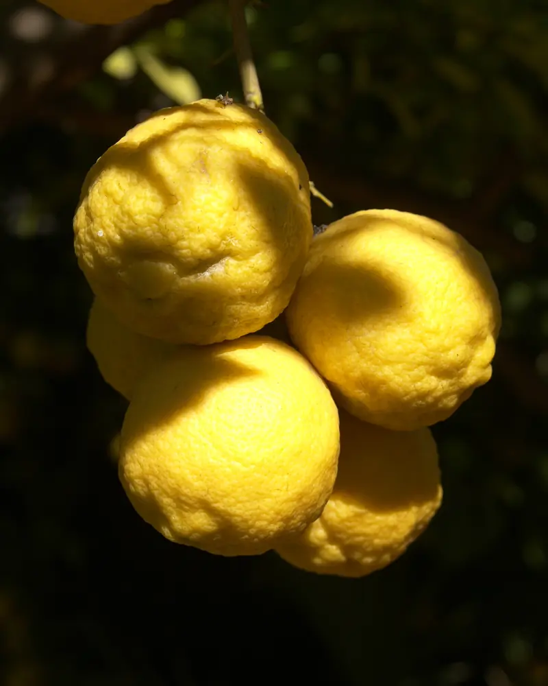 Grappe de citrons mûrs à la peau bosselée, éclairée sur un fond de feuillage sombre