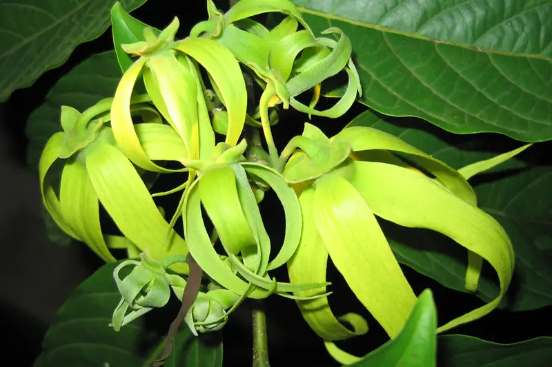 Grappe de fleurs d'ylang-ylang vert-jaune aux pétales enroulés, en gros plan