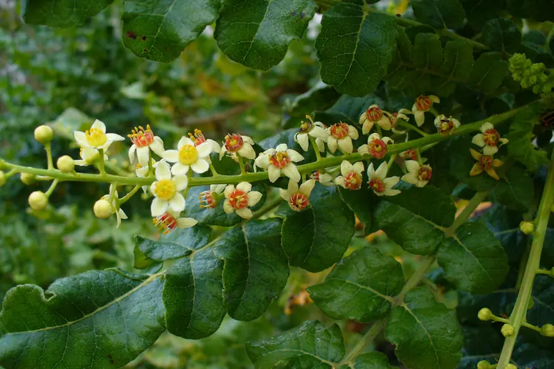 Grappe de petites fleurs blanches et jaunes de Boswellia sacra entre ses feuilles