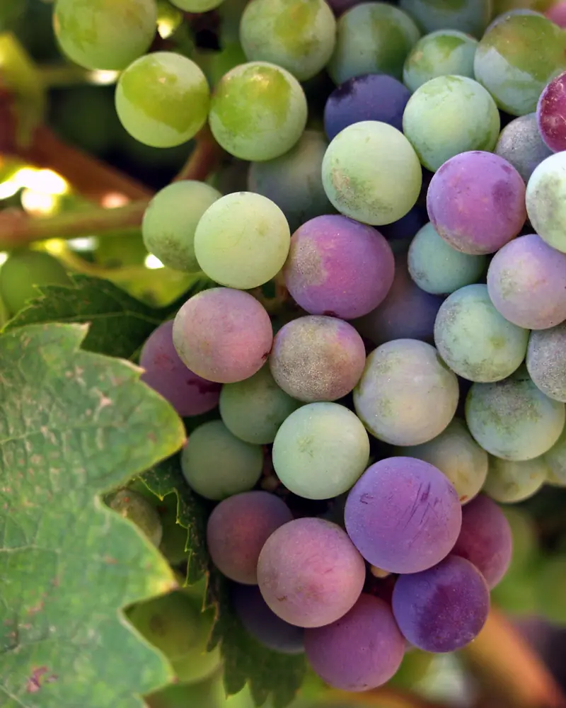 Bunch of ripening grapes, green, pink and purple, between the leaves