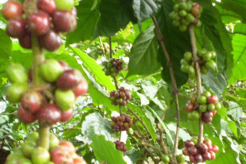 Grappes de cerises de café vertes, rouges et brunes sur les branches d'un caféier