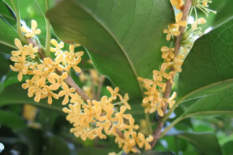 Grappes de fleurs d'osmanthus jaune abricot le long d'un rameau aux feuilles brillantes