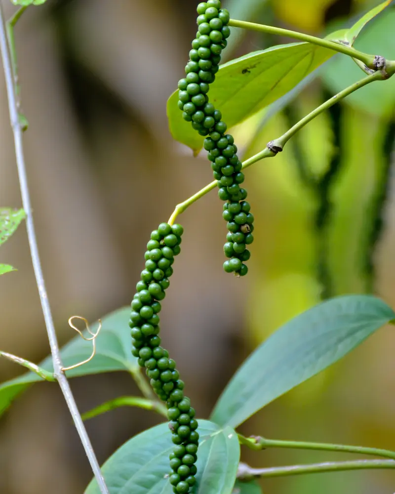 Strings of unripe green peppercorns hanging from a climbing pepper vine