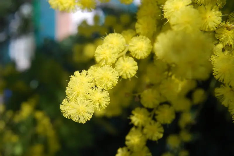 Grappes de pompons de mimosa jaune d'or en gros plan sur fond sombre