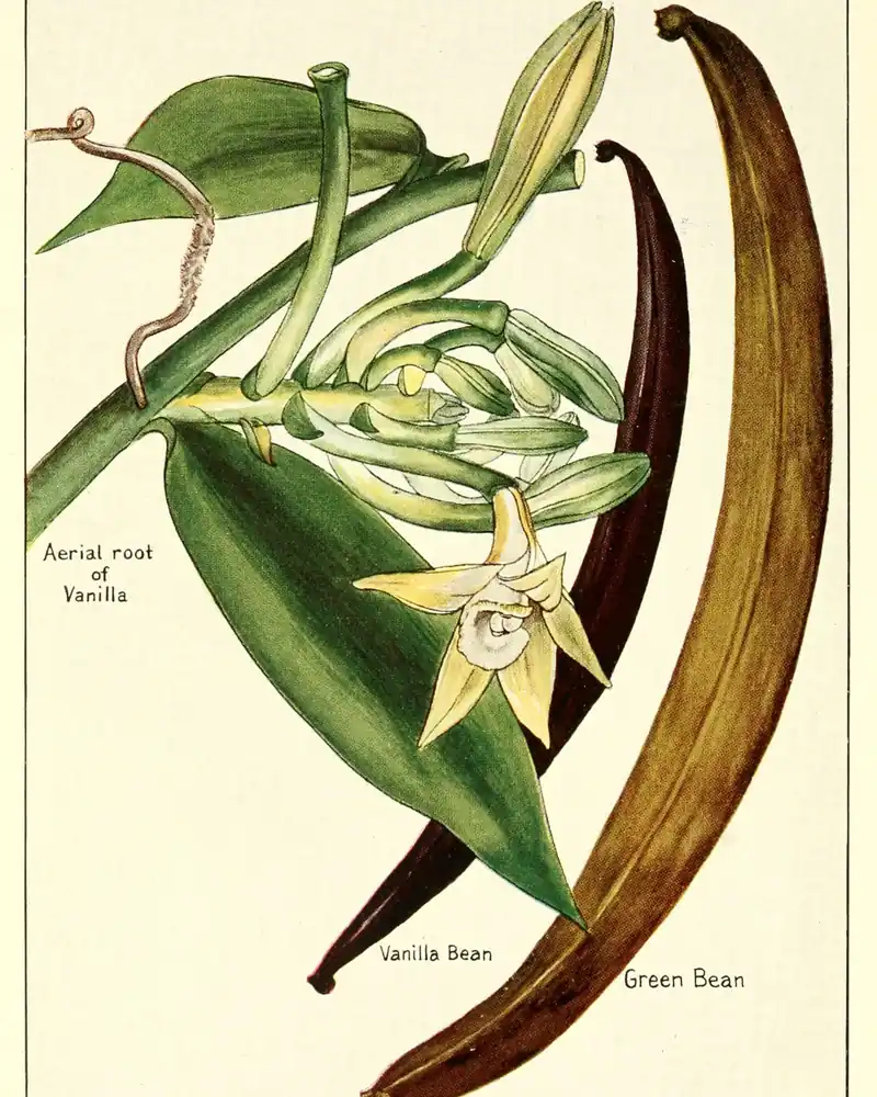 Gravure ancienne en couleurs du vanillier : feuille, fleur jaune, gousse verte et gousse mûre