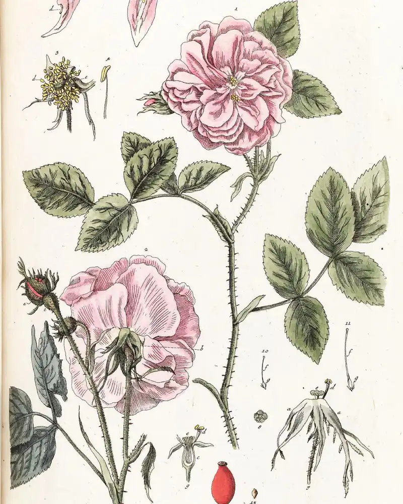 Gravure botanique de 1750 d'une rose de Damas, fleurs roses, boutons et fruit rouge