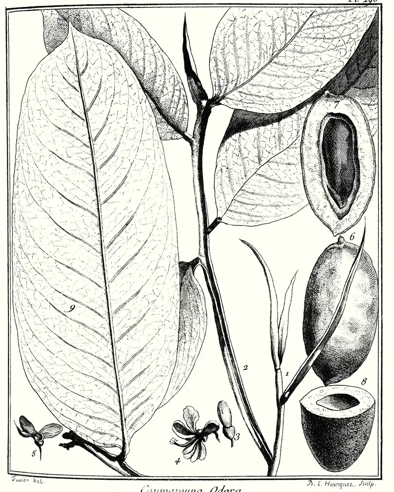 Gravure botanique ancienne de l'arbre à fève tonka : feuilles, fleur et fruit ouvert