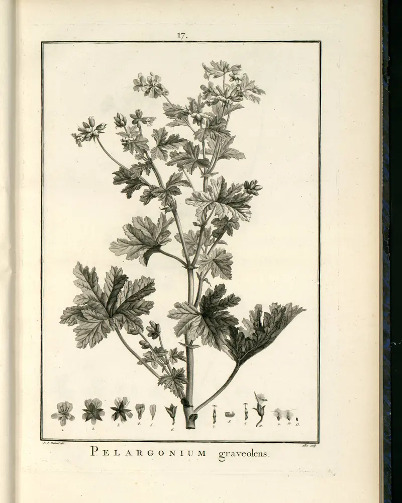 Gravure botanique du XVIIIe siècle d'un rameau de géranium rosat, fleurs et feuilles