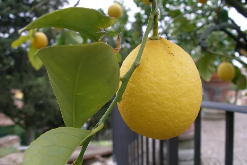 Gros citron jaune suspendu à un citronnier dans un jardin de Florence, en Italie