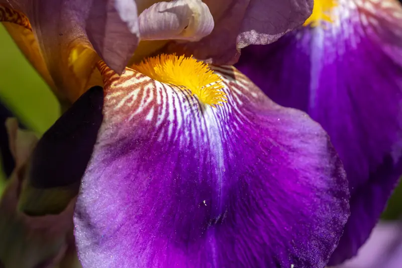 Gros plan sur un pétale d'iris violet veiné de blanc, barbe jaune orangé