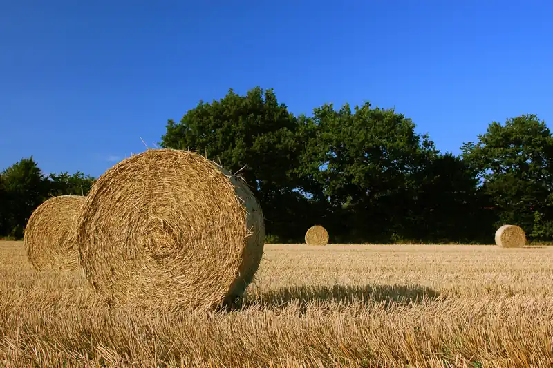 Grosses balles de paille rondes dans un champ moissonné sous un ciel bleu d'été