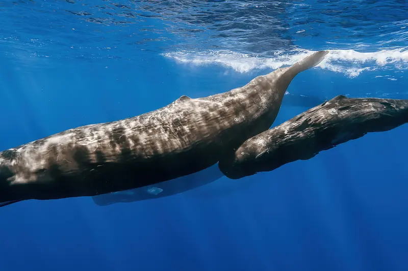 Pod of sperm whales swimming beneath the surface of a blue ocean off Mauritius