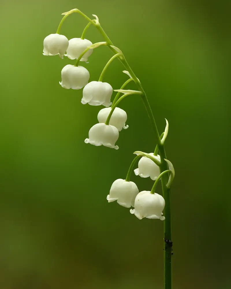 Hampe de muguet courbée portant ses clochettes blanches, sur un fond vert sombre