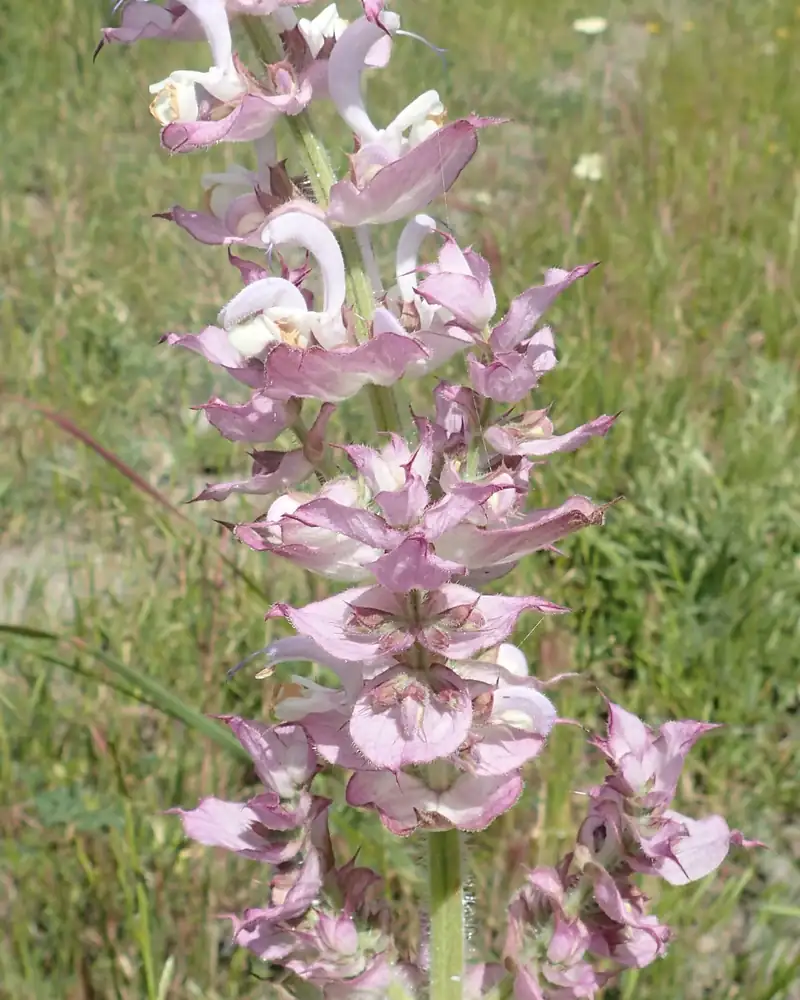 Pink and white clary sage spike standing in a meadow in Armenia