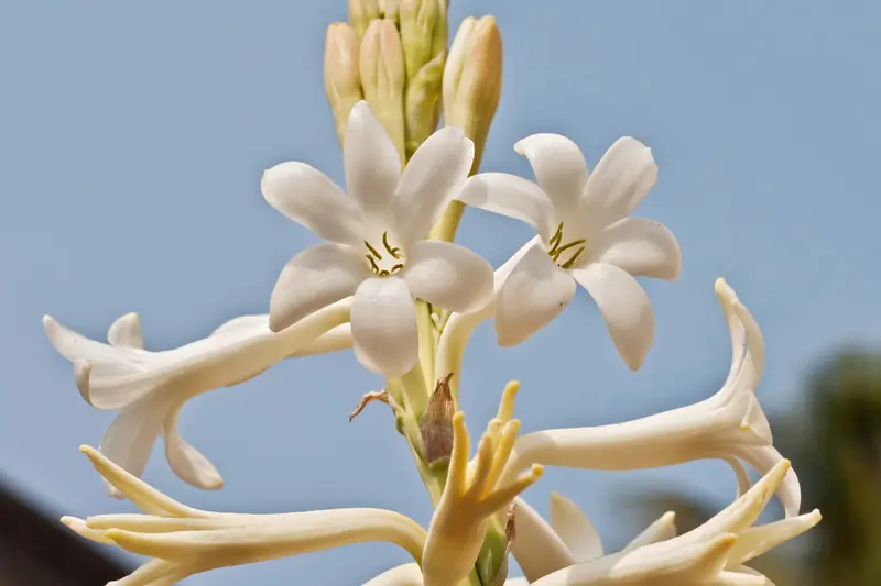 Hampe de tubéreuse aux fleurs blanc crème en trompette, dressée sur un ciel bleu