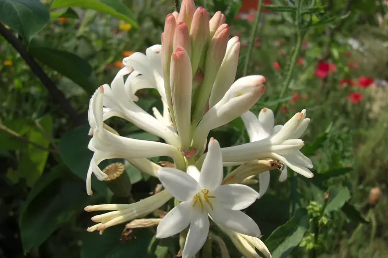 Hampe de tubéreuse aux fleurs blanches ouvertes et aux boutons roses, dans un jardin