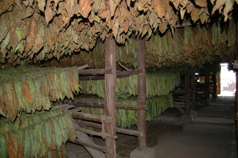 Intérieur d'un séchoir à tabac de Pinar del Río, feuilles brunes suspendues aux perches