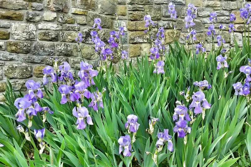 Iris de Florence mauves en fleur au pied d'un vieux mur de pierres sèches