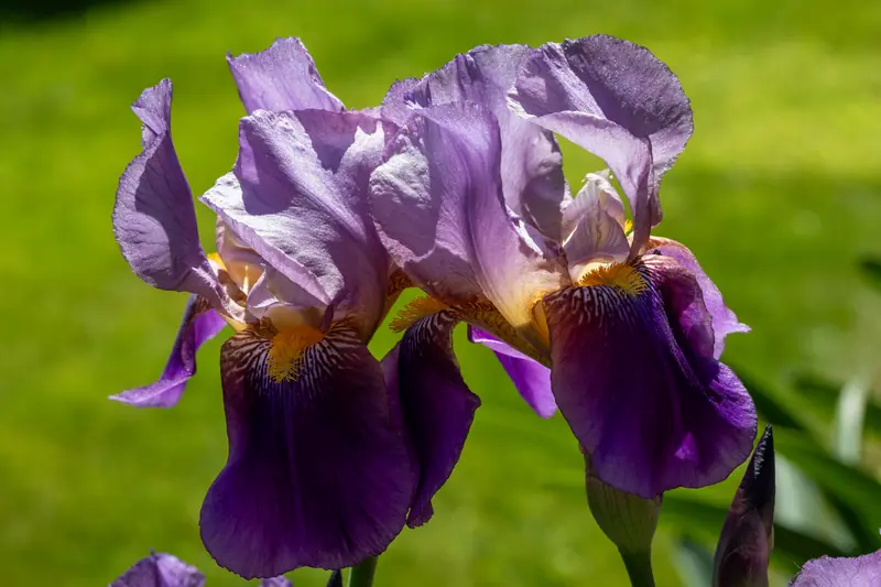 Iris germaniques bicolores, pétales mauves et violet foncé, sur une pelouse ensoleillée