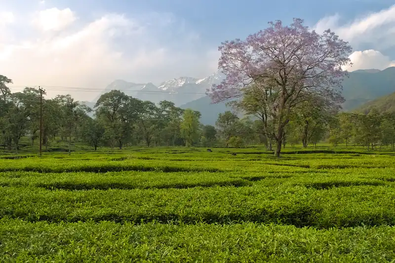 Jardin de thé taillé en rangs dans la vallée de Kangra, sommets enneigés de l'Himalaya au fond