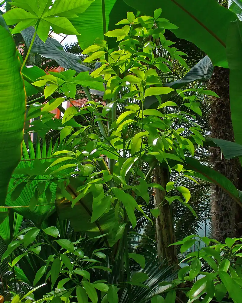 Jeune cannelier au feuillage vert brillant dans une serre botanique