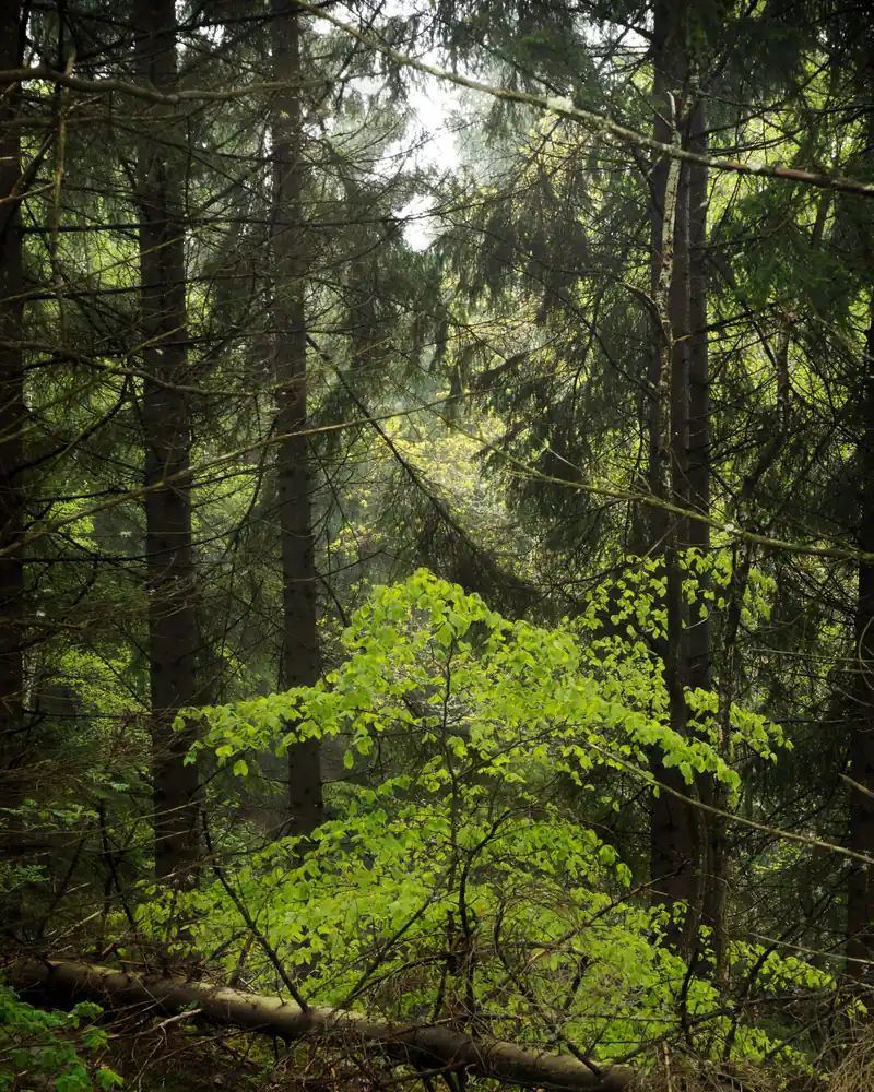 Jeune hêtre lumineux dans une clairière brumeuse au milieu d'une forêt d'épicéas
