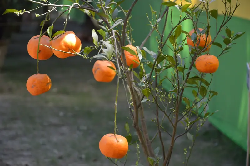 Jeune oranger aux branches fines chargées d'oranges, dans un jardin de Calcutta