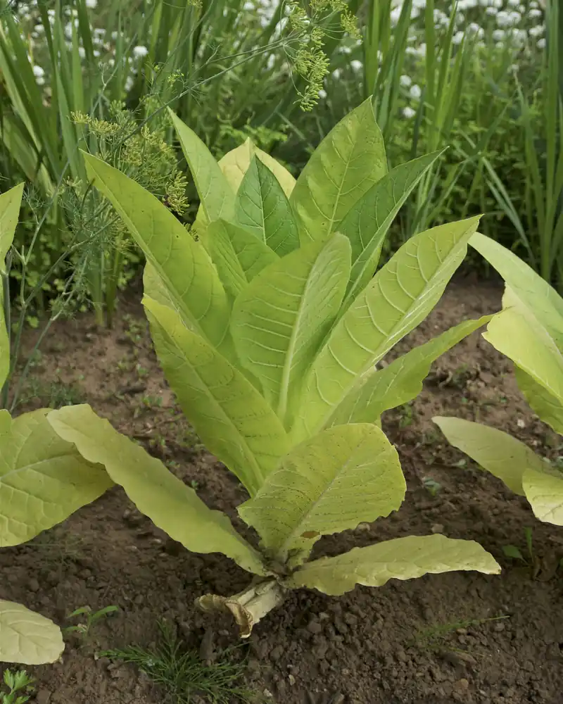 Young tobacco plant with broad pale green leaves in a field in Dordogne