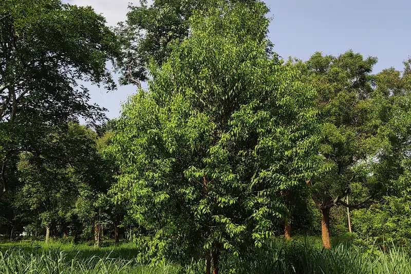 Jeune santal blanc au feuillage dense dans un parc de Bangalore, en Inde