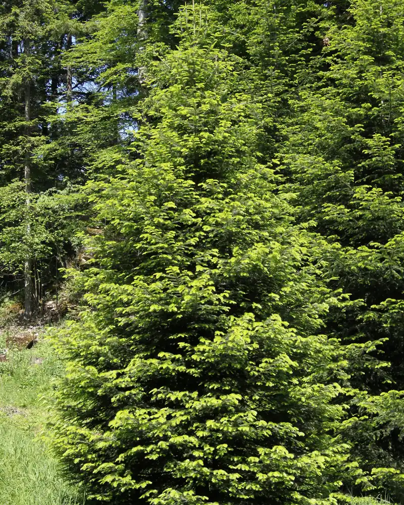 Jeune sapin blanc bien conique au bord d'une clairière dans les Pieniny, en Pologne