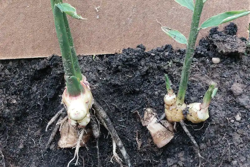 Jeunes pousses de gingembre sortant de la terre, rhizomes clairs visibles au pied