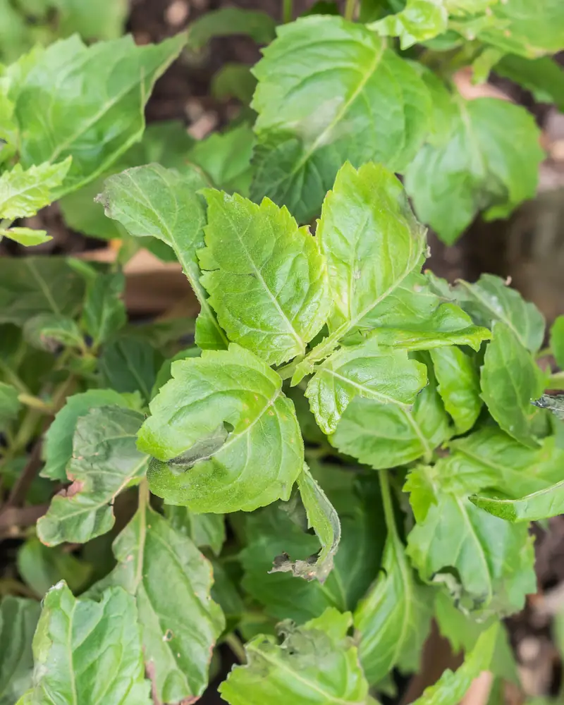 Jeunes pousses de patchouli aux feuilles vert vif dans un jardin des senteurs