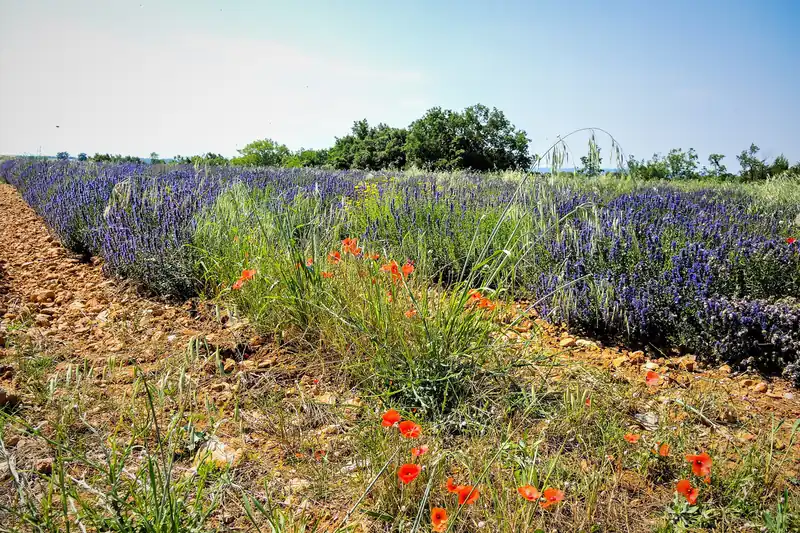 Lavande en fleur mêlée de coquelicots rouges et d'herbes sauvages au bord d'un champ