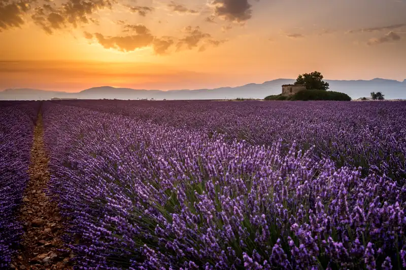 Orange sunrise over a Valensole lavender field with hills in the distance