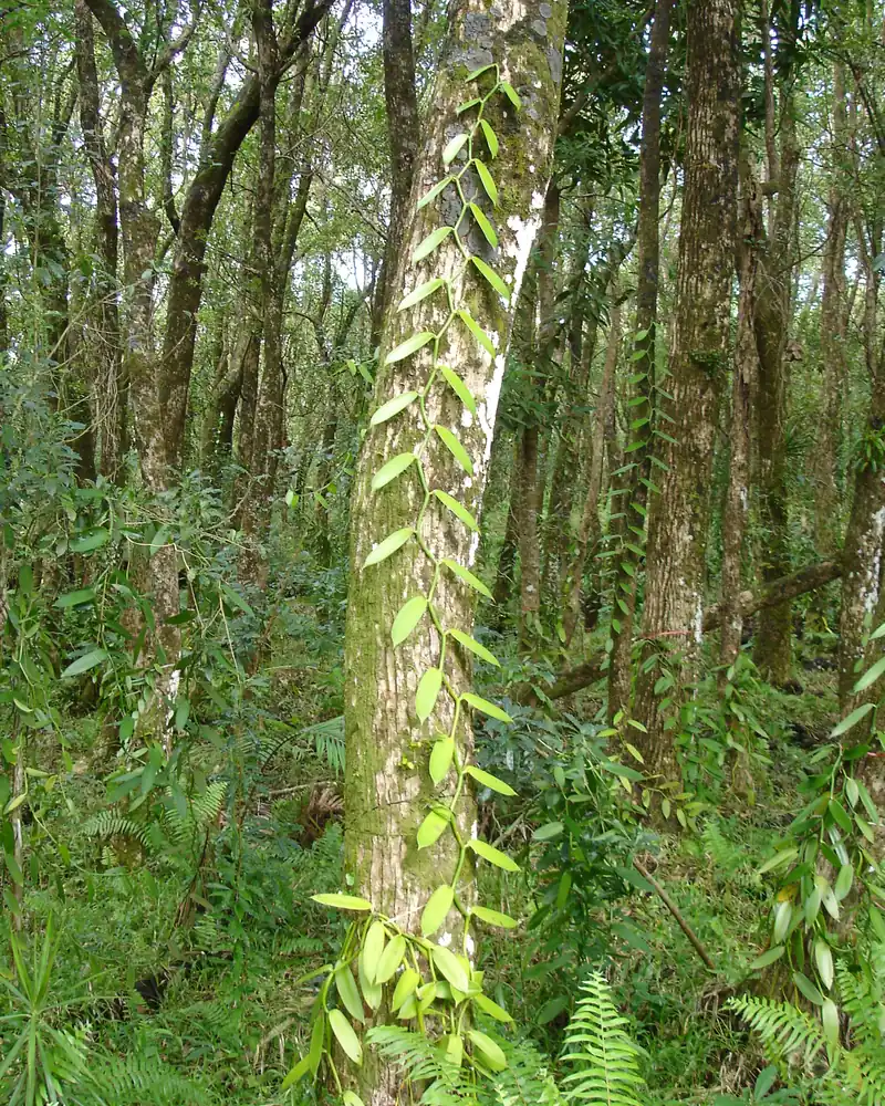 Vanilla vines wound around the trees of a shaded plantation woodland
