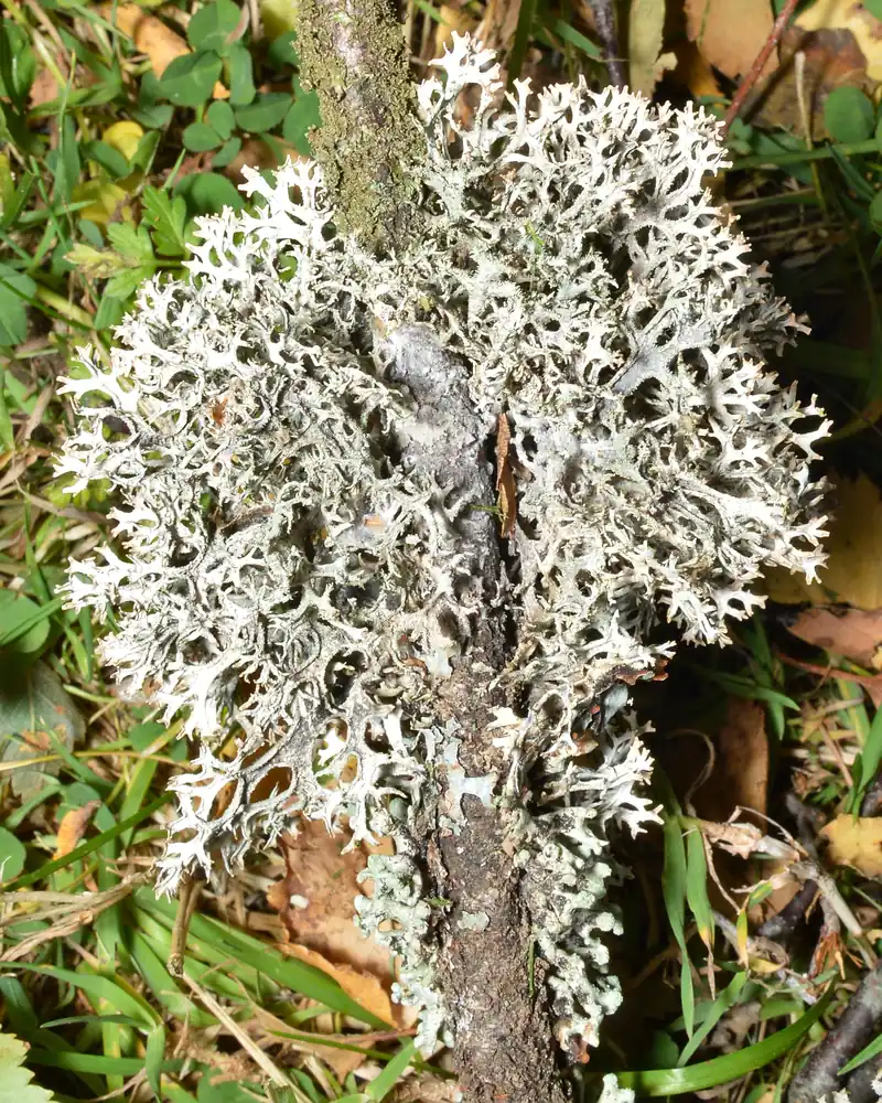 Bushy pale grey tree lichen clinging to a stem in a forest near Oslo