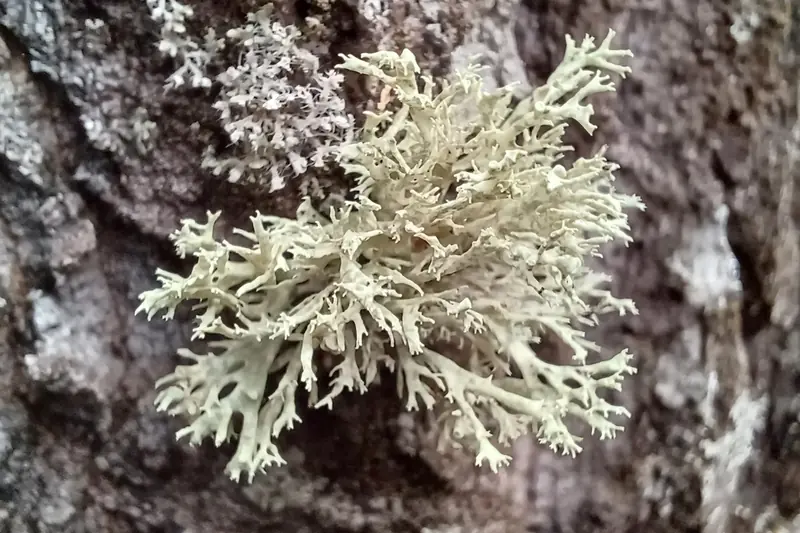 Lichen mousse de chêne crème accroché à l'écorce crevassée d'un arbre